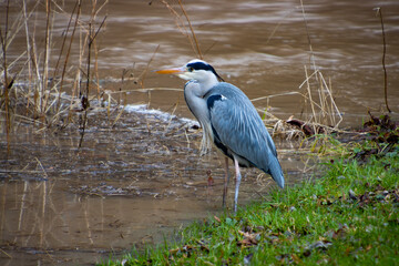 Grey Heron hunting for small fish on the riverbank during a flood, also called Ardea cinerea
