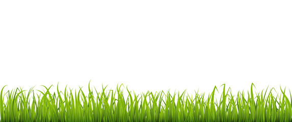 Green spring grass border, meadow or lawn, element for design.