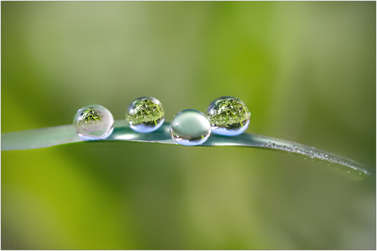 gouttes de pluie sur brin d'herbe