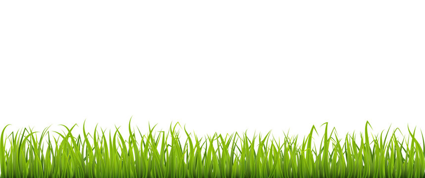 Green spring grass border, meadow or lawn, element for design.