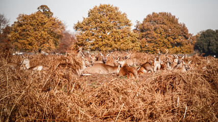 Herd of red deers resting on dry grass in Bushy Park in London during autumn season