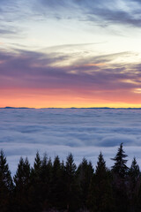 Canadian Nature View of Evergreen Trees on a mountain above the clouds. Dramatic Winter Sunset. Taken at Cypress Lookout, Vancouver, British Columbia, Canada. Background