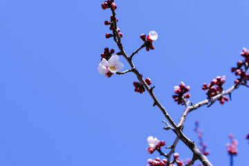 淡いピンクの梅の花の蕾と青い空