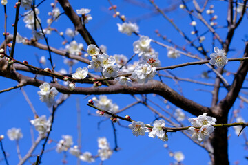 白い梅の花と青い空