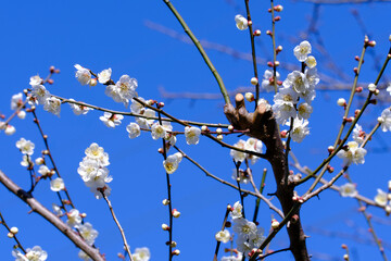 白い梅の花と青い空