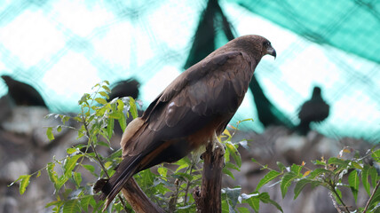 The eagle stands on a tree branch. In the dim background