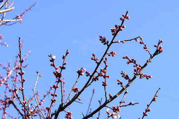 淡いピンクの梅の花の蕾と青い空