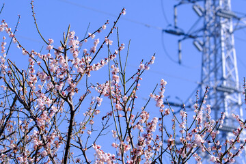 淡いピンクの梅の花と青い空