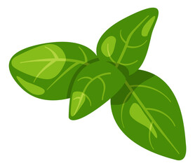 Basil leaves. Green cooking herb. Aroma plant