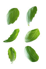 Green fresh basil leaves isolated on white background, levitating basil leaves