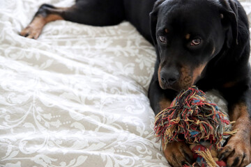 Young Rottweiler dog laying on a bed. Cute pet close up photo.  