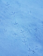 Bird tracks in the snow