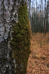Fototapeta premium Green moss on a birch