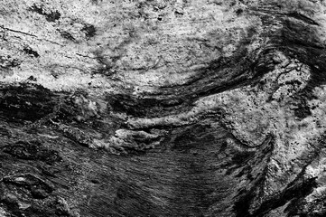 Black and white abstract tree trunk wood texture. Natural background.