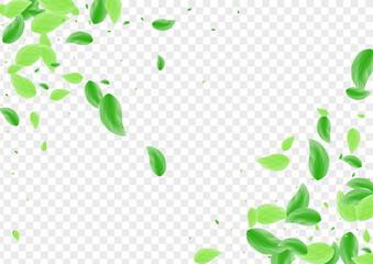 Greenish Vegetation Background Transparent Vector. Greenery Twig Frame. Banner Design. Green Mint Card. Sheet Aroma.