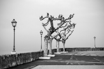 Trees in winter on the Torri del Benaco waterfront at Lake Garda, in Verona Province, Veneto, north east Italy
