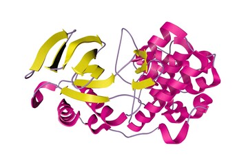 Crystal structure of human mitogen activated protein kinase 11(p38 beta) in complex with nilotinib. Ribbons diagram in secondary structure coloring based on protein data bank. 3d illustration