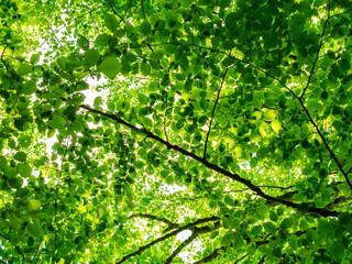 Natura