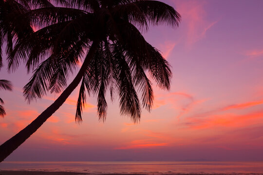 Tropical beach with coconut palm tree at sunset