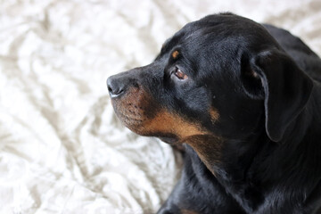 Close up photo of cute black Rottweiler dog on a bed. Dog looking at camera.  