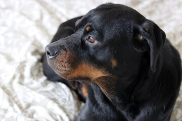 Close up photo of cute black Rottweiler dog on a bed. Dog looking at camera.  