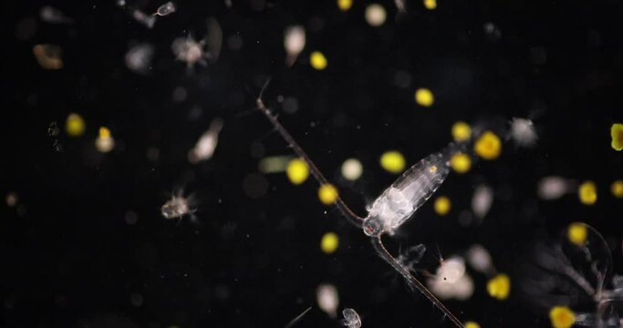 Copepod (zooplankton) in freshwater and Marine under microscope.
