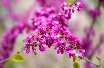 Obraz premium purple flower buds of blooming sakura tree in spring