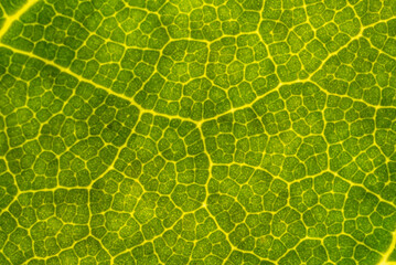 Leaf veins detail