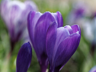 A bunch of purple crocus plants growing in the grass in the parkland of Cannon Hall in Bansley, South Yorkshire.
