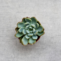 Green succulent plant on trendy grey concrete background