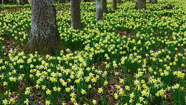 Field of daffodils (Narcissus pseudonarcissus) in a forest in the Gorbeia Natural Park. Alava, Basque Country, Spain, Europe