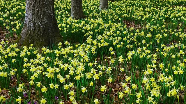 Field of daffodils (Narcissus pseudonarcissus) in a forest in the Gorbeia Natural Park. Alava, Basque Country, Spain, Europe
