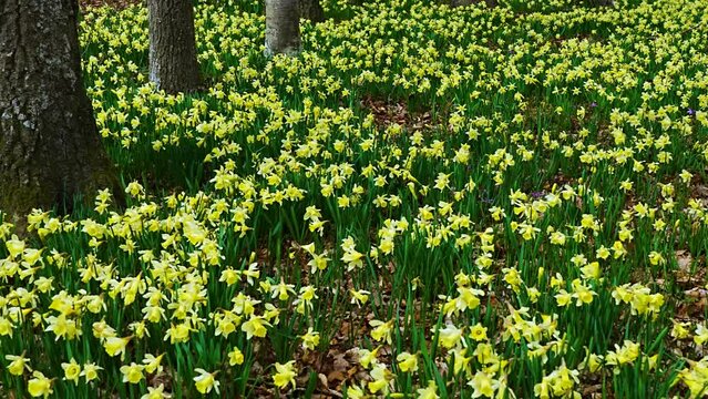Field of daffodils (Narcissus pseudonarcissus) in a forest in the Gorbeia Natural Park. Alava, Basque Country, Spain, Europe