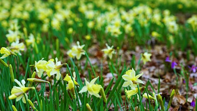 Field of daffodils (Narcissus pseudonarcissus) in a forest in the Gorbeia Natural Park. Alava, Basque Country, Spain, Europe