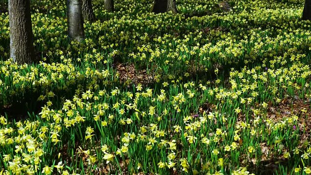 Field of daffodils (Narcissus pseudonarcissus) in a forest in the Gorbeia Natural Park. Alava, Basque Country, Spain, Europe