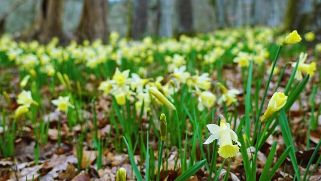 Field of daffodils (Narcissus pseudonarcissus) in a forest in the Gorbeia Natural Park. Alava, Basque Country, Spain, Europe
