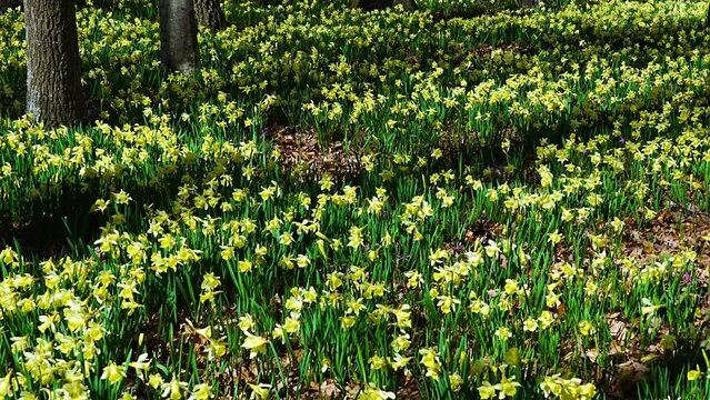 Field of daffodils (Narcissus pseudonarcissus) in a forest in the Gorbeia Natural Park. Alava, Basque Country, Spain, Europe