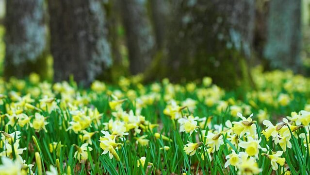 Field of daffodils (Narcissus pseudonarcissus) in a forest in the Gorbeia Natural Park. Alava, Basque Country, Spain, Europe