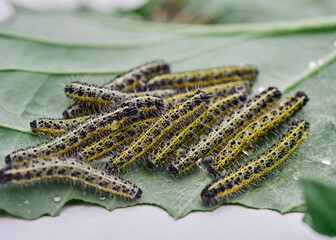 A group of young Buff-tip Moth caterpillars on the underside of a leaf.