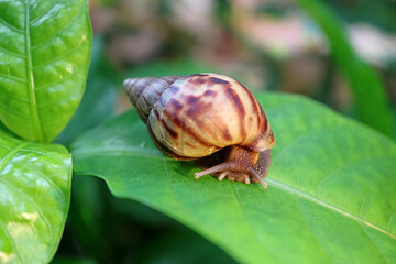 Closeup of a Brown Striped Shell Snail Crawling on Vivid Green Leaf