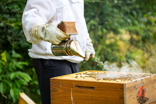Bee smoker with beekeeper working in his apiary on a bee farm, beekeeping concept