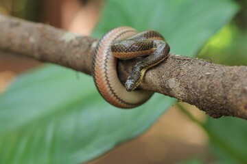 The rainbow water snake (Enhydris enhydris) is a species of mildly venomous, rear-fanged, endemic to Asia.