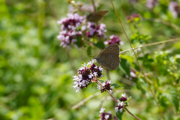 Ringlet (Aphantopus hyperantus) butterfly sitting on a pink flower in Zurich, Switzerland