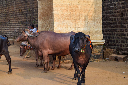 Stock photo of Indian breed buffalo herd roaming in the abandoned place for food at Kolhapur, Maharashtra, India. Picture captured under sunny afternoon. focus on animals.