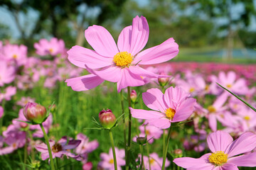 The Field of Blooming Gorgeous Garden Cosmos in the Sunlight