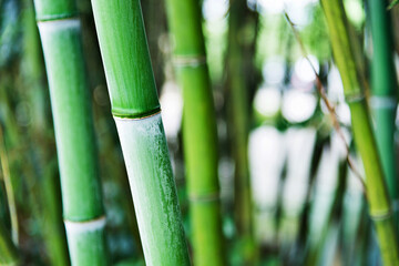 Green bamboo forest for background - obrazy, fototapety, plakaty