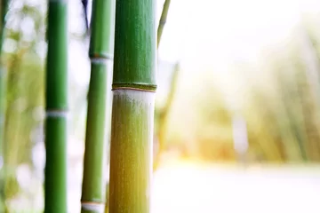 Zelfklevend Fotobehang Green bamboo forest for background © xy
