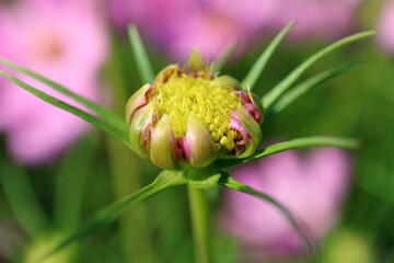 Closeup of a Garden Cosmos or Mexican Aster Flower Bud Growing in the Garden