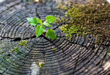 Young plant growing on dead stump © xy
