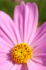 Closeup a Stunning Detail of Blossoming Garden Cosmos or Mexican Aster Florets in Sunlight